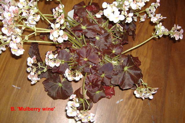 B. ‘Mulberry Wine’